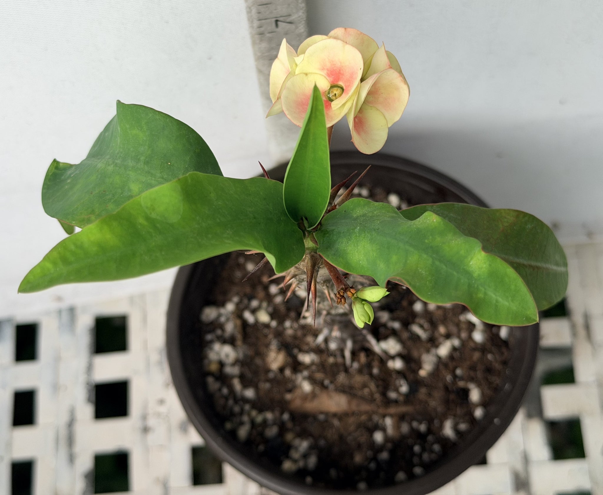 corona succulents Euphorbia Milii BLESSING Crown Of Thorns Corona de Cristo Cactus Succu –  Euphorbia Milii Garden (Crown Of Thorns)