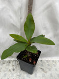 Euphorbia Milii TEQUILA SUNRISE Crown of Thorns Corona De Cristo