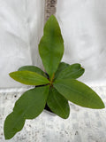 Euphorbia Milii TEQUILA SUNRISE Crown of Thorns Corona De Cristo