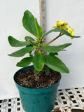 Euphorbia Milii NAMCHOK (Dream Land) Crown of Thorns Corona de Cristo Cactus/Succulent