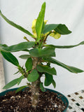 Euphorbia Milii NAMCHOK (Dream Land) Crown of Thorns Corona de Cristo Cactus/Succulent