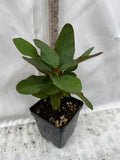 Euphorbia Milii Chalearn Lap Crown of Thorns  Corona de Cristo