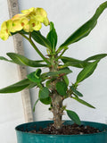 Euphorbia Milii NAMCHOK (Dream Land) Crown of Thorns Corona de Cristo Cactus/Succulent