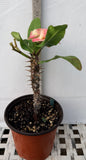 Euphorbia Milii DANCING QUEEN (POP CHOK) Crown of Thorns Corona De Cristo Succulent/Cactus