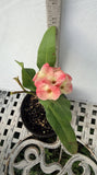 Euphorbia Milii DANCING QUEEN (POP CHOK) Crown of Thorns Corona De Cristo Succulent/Cactus