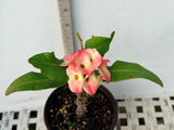 Euphorbia Milii DANCING QUEEN (POP CHOK) Crown of Thorns Corona De Cristo Succulent/Cactus