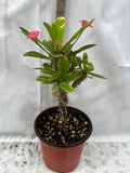 Crown of Thorns Euphorbia Milii Variegated PINK CHARM Corona de Cristo Poysean