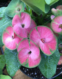 Euphorbia Milii ENCHANTED PINK Crown of Thorns  Corona de Cristo Cactus/Succulent