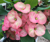 Euphorbia MIlii LUCKY PINKY Crown of Thorns Corona de Cristo