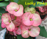 Euphorbia Milii Lucky Pinky Crown of Thorns – Starter Cutting