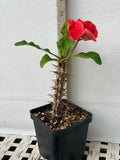 Euphorbia Milii SNOWFIRE Crown of Thorns  Corona de Cristo