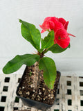 Euphorbia Milii SNOWFIRE Crown of Thorns  Corona de Cristo