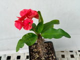 Euphorbia Milii SNOWFIRE Crown of Thorns  Corona de Cristo