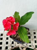 Euphorbia Milii SNOWFIRE Crown of Thorns  Corona de Cristo