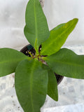 Euphorbia Milii LUCK CHAI Crown Of Thorns Corona de Cristo Rare