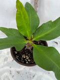 Euphorbia Milii LUCK CHAI Crown Of Thorns Corona de Cristo Rare