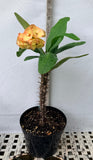 Euphorbia Milii 'Butter Berry" Crown of Thorns Corona De Cristo Succulent