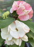 Euphorbia Milii Crown of Thorns "Southern Elegance" Thai Hybrid Coronas de Cristo