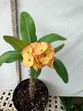 Euphorbia Milii 'Butter Berry" Crown of Thorns Corona De Cristo Succulent