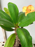 Euphorbia Milii 'Butter Berry" Crown of Thorns Corona De Cristo Succulent