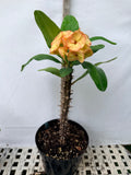 Euphorbia Milii 'Butter Berry" Crown of Thorns Corona De Cristo Succulent