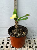 Euphorbia Milii MEGA YELLOW Crown of Thorns Corona de Cristo Poysean Super Giant Bloom