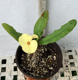 Euphorbia Milii MEGA YELLOW Crown of Thorns Corona de Cristo Poysean Super Giant Bloom