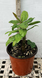 Euhorbia Milii Crown Of Thorns Corona de Cristo Thai Hybrid "Crazy Pink"