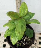 Euhorbia Milii Crown Of Thorns Corona de Cristo Thai Hybrid "Crazy Pink"