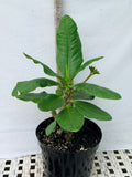 Euphorbia Milii NAMCHOK (Dream Land) Crown of Thorns Corona de Cristo Cactus/Succulent