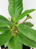 Euphorbia Milii NAMCHOK (Dream Land) Crown of Thorns Corona de Cristo Cactus/Succulent