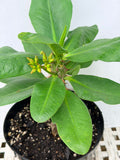 Euphorbia Milii NAMCHOK (Dream Land) Crown of Thorns Corona de Cristo Cactus/Succulent