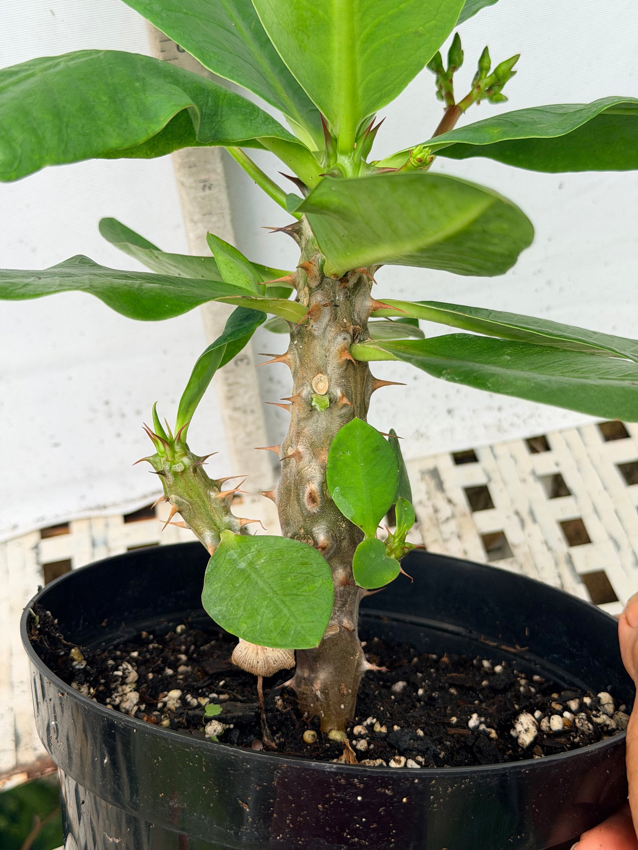Euphorbia Milii NAMCHOK (Dream Land) Crown of Thorns Corona de