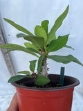Euphorbia Milii DANCING QUEEN (POP CHOK) Crown of Thorns Corona De Cristo Succulent/Cactus