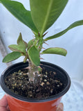 Euphorbia Milii RAMA 9 Crown Of Thorns  Poysean Corona De Cristo