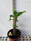 Euphorbia Milii BRIDAL WHITE Crown of Thorns Corona de Cristo Succulent