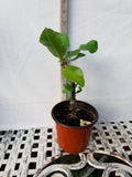 Euphorbia Milii BRIDAL WHITE Crown of Thorns Corona de Cristo Succulent