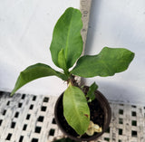 Euphorbia Milii BRIDAL WHITE Crown of Thorns Corona de Cristo Succulent