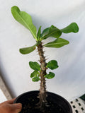Euphorbia Milii BRIDAL WHITE Crown of Thorns Corona de Cristo Succulent