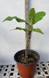 Euphorbia Milii OCHIN Crown Of Thorns  Corona de Cristo Large Flowers