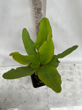 Euphorbia Milii MEGA YELLOW Crown of Thorns Corona de Cristo Poysean Super Giant Bloom