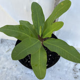 Euphorbia Milii SNOWFIRE Crown of Thorns  Corona de Cristo