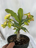Euphorbia Milii OLIVIA Crown of Thorns Corona d'Cristo/Espina Succulent