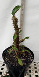 Euphorbia Milii Charoen Lap Crown of Thorns  Corona de Cristo
