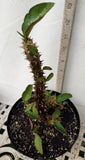 Euphorbia Milii Charoen Lap Crown of Thorns  Corona de Cristo