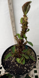 Euphorbia Milii Charoen Lap Crown of Thorns  Corona de Cristo