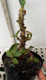 Euphorbia Milii Charoen Lap Crown of Thorns  Corona de Cristo
