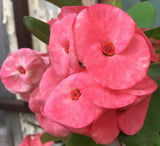Euphorbia Milii ROMANTIC PINK Crown of Thorns Corona de Cristo