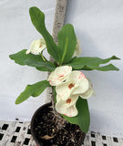 Euphorbia Milii SEXY POLKA Crown of Thorns Corona De Cristo Cactus Poysean