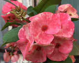 Euphorbia Milii Romantic Pink Crown of Thorns – Starter Cutting
